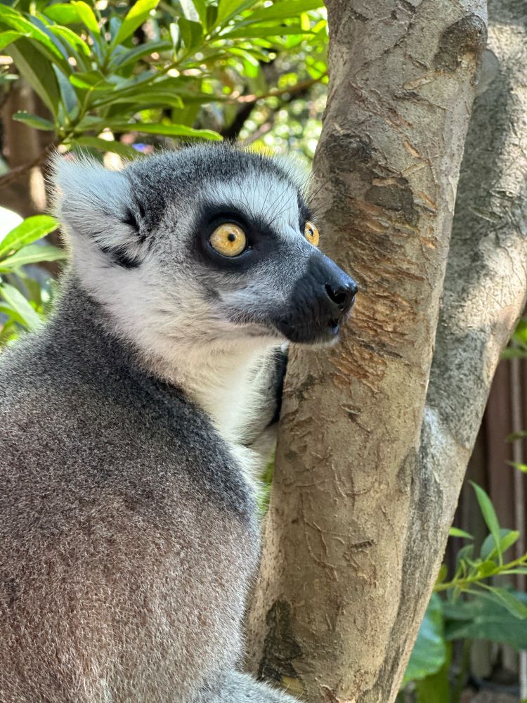 A close up of a ring tailed lemur. They let you get really close to the animals at Kobe Animal Kingdom.