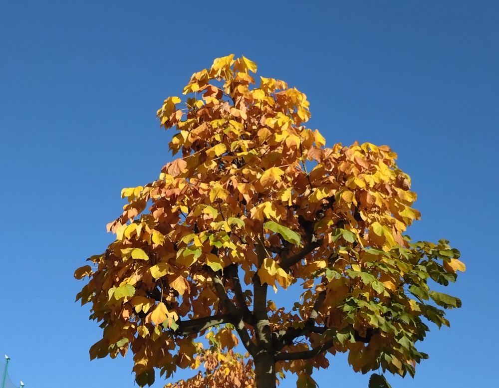 Yellow leaves in the Bluesky.