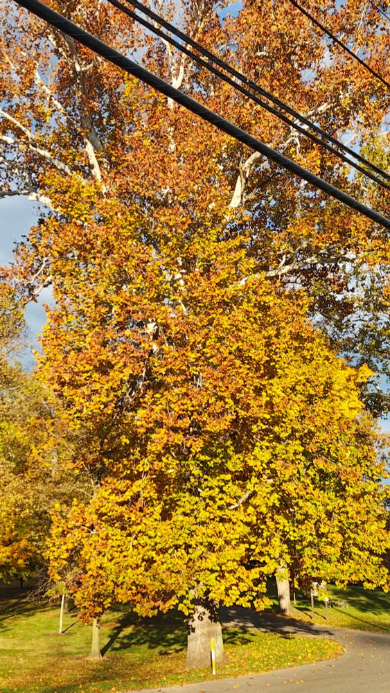 A beautiful tree in Fall. A diverse explosion of greenish yellows transitioning to orange and red near the top.