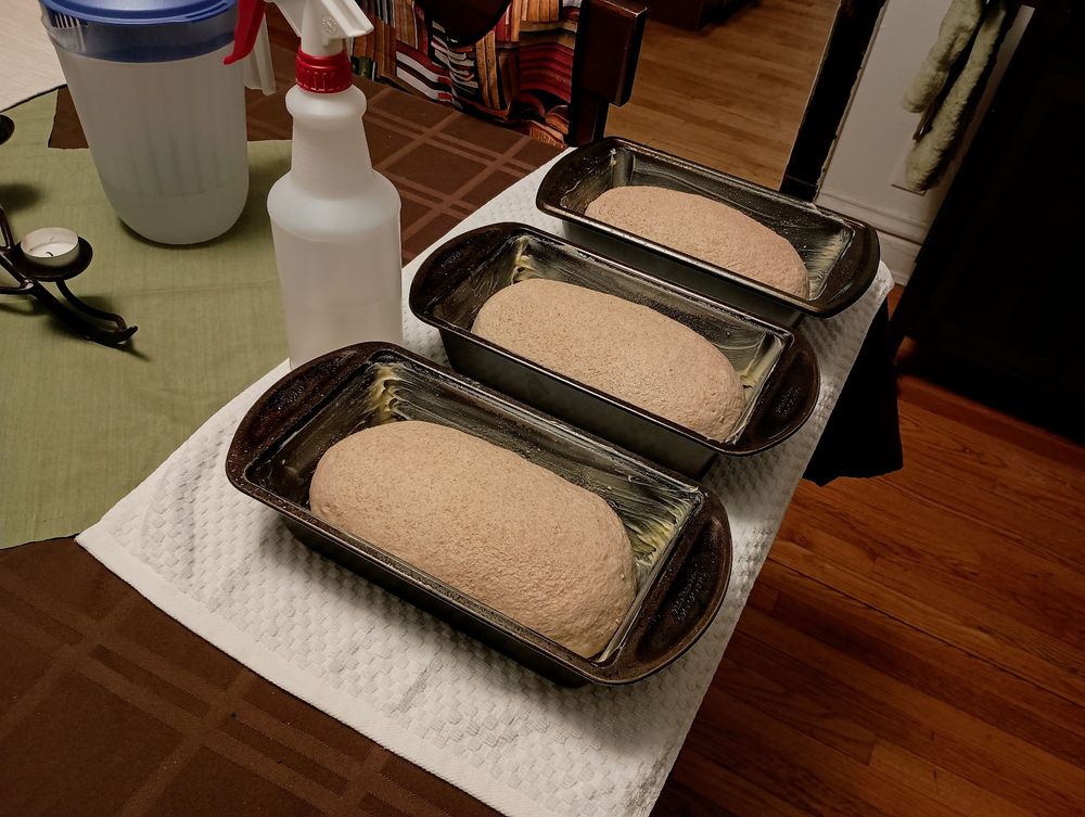 Three oval loaves of shaped bread dough in dark metal loaf pans on a white towel on a dining table, with a spray bottle of water and various table linens in the background