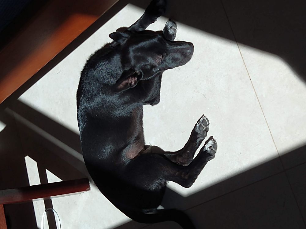 Baruzinho filhotinho tomando solzinho no chão 