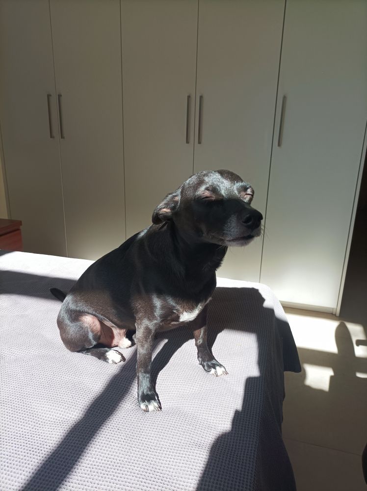 cachorro preto sentado no canto de uma cama, com expressão de alívio enquanto se espreguiça e toma um solzinho 