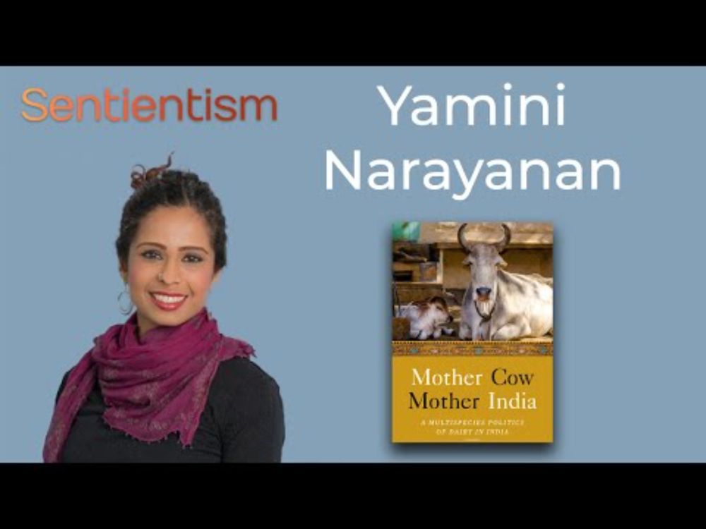 "Mother Cow, Mother India" - Yamini Narayanan - International Development AProf - Sentientism Ep:160