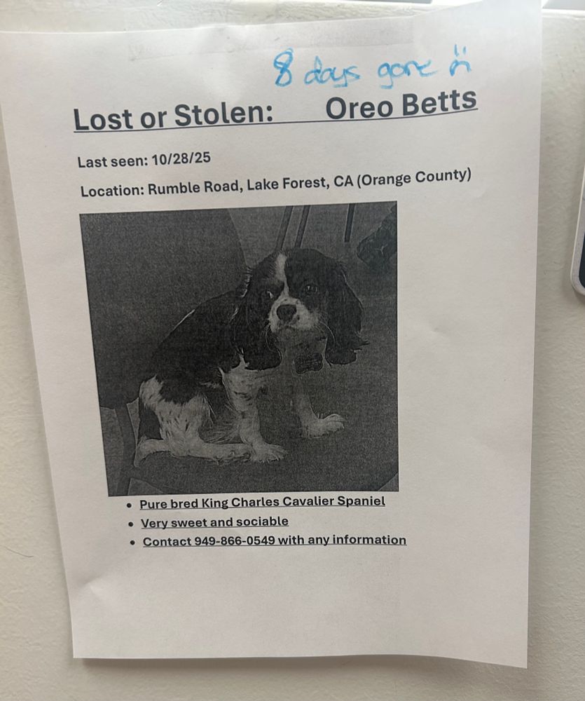 A missing dog poster that reads: “Lost or Stolen: Oreo Betts, eight days gone. Last seen 10/28/25 on Rumble Road, Lake Forest, CA (Orange County). Pure bred King Charles Cavalier Spaniel. Very sweet and sociable. Contact 949-866-0549 with any information.”