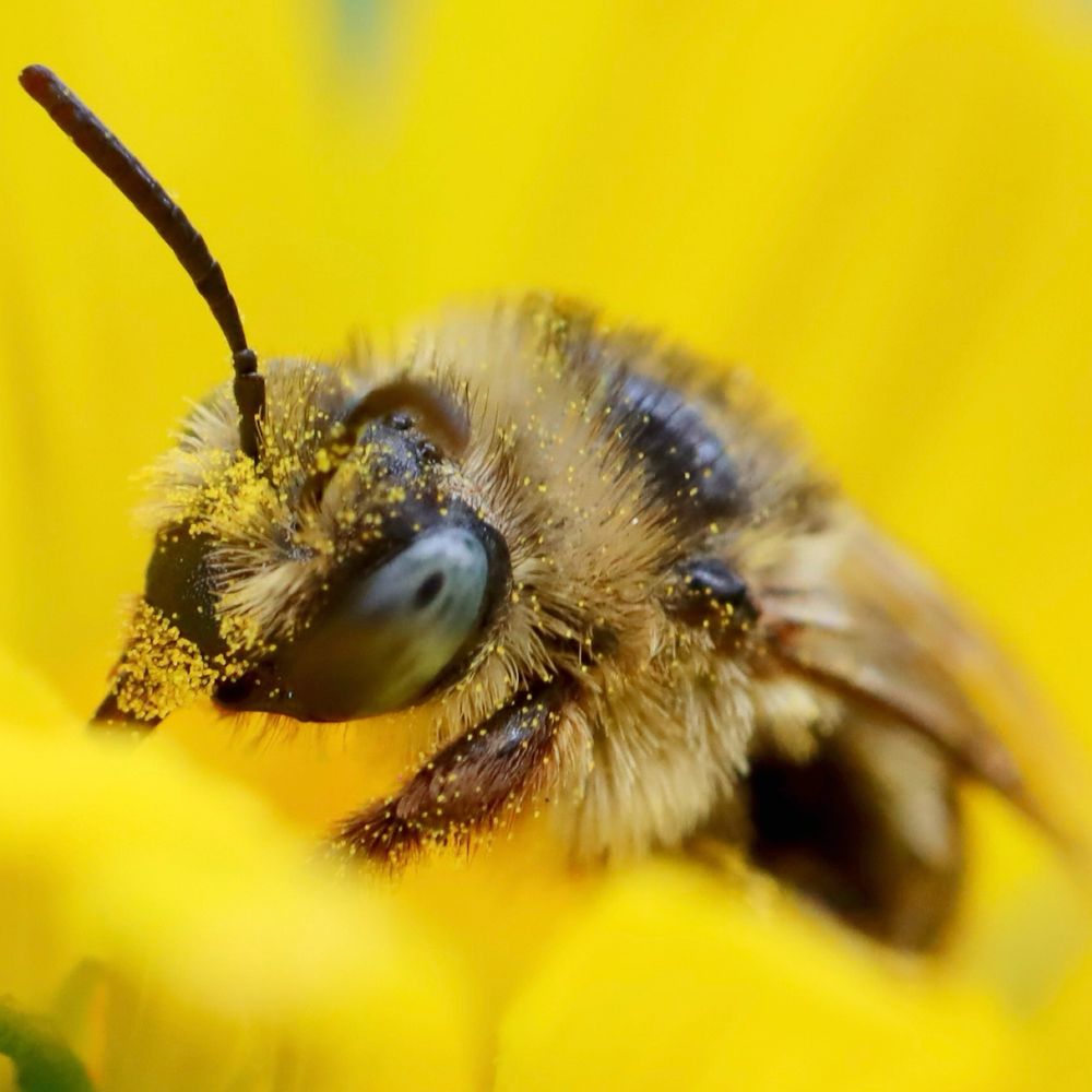 Close up of a brown bee with fluffy beige fur, sitting in a lemon yellow flower. Only her face is in focus, highlighting her large grey-blue spotted eye and the yellow pollen grains stuck to each of her hairs. She has her pollen-covered mouthparts extended into the flower and out of sight. 