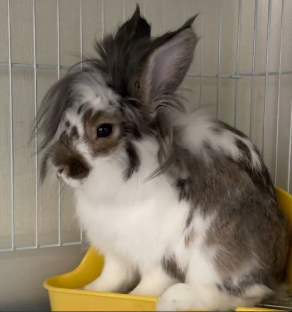 Picture of a brownish gray bunny with white spots and a white front sitting in a yellow container in a white cage against a beige wall. The bunny has a sick emo haircut and is rocking the look.