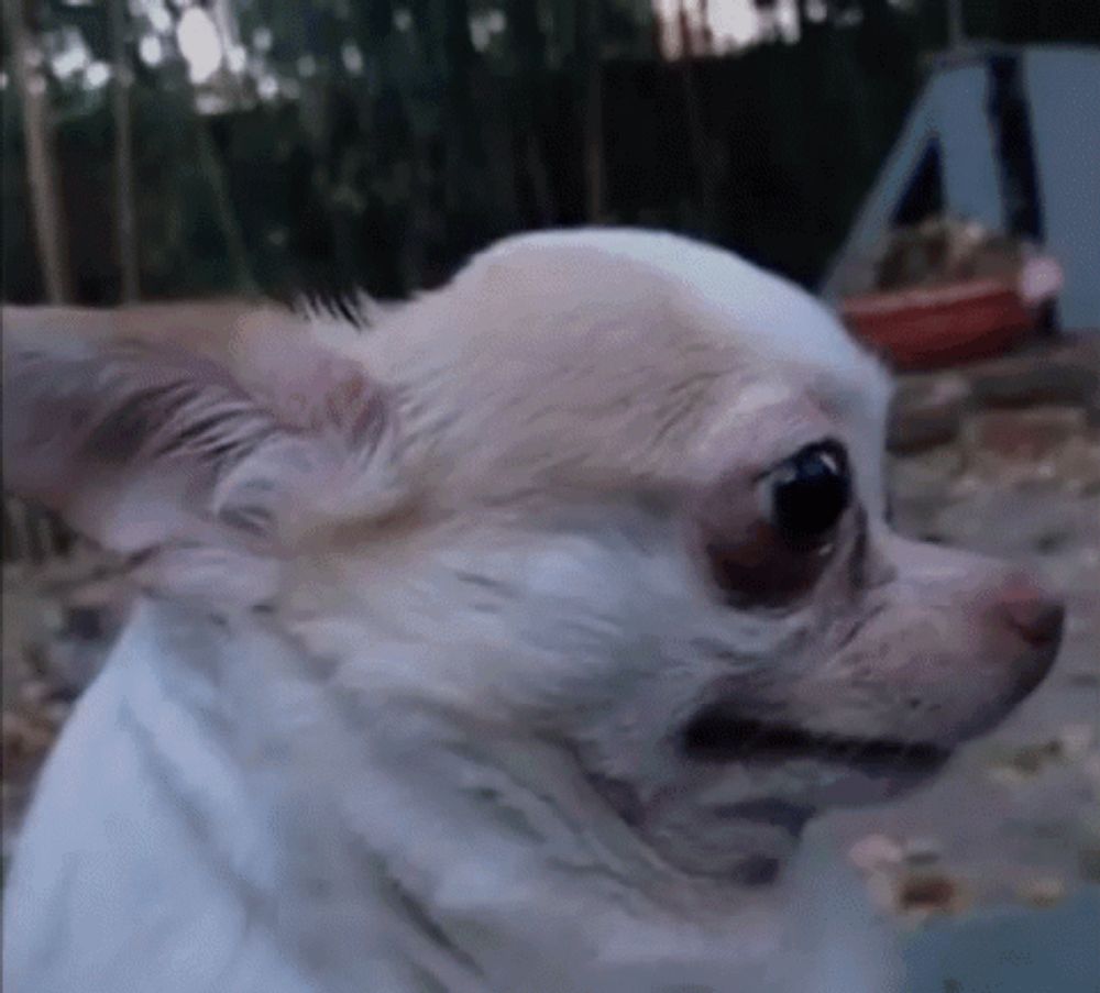 Chihuahua Uncomfortable GIF