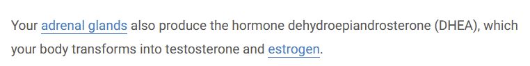 a screenshot that states adrenal glandes produce a hormone that the body transforms into testosterone
