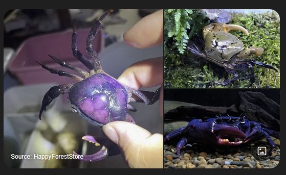 purple crab
