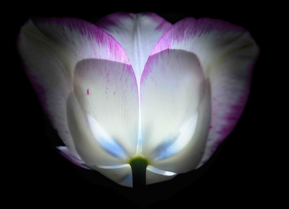 A macro photograph of a tulip shot from below, revealing the soft translucence of white petals tinged with pink. Illuminated dramatically from behind, the petals glow gently while the dark background enhances the ethereal, almost abstract appearance of the bloom.