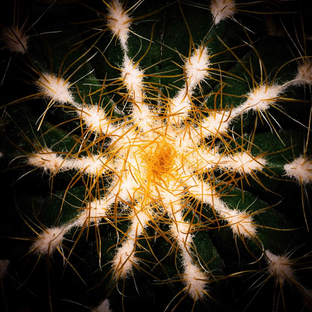 Macro image of a cactus areole cluster displaying a symmetrical radial pattern of golden-yellow spines emerging from white woolly centers. The image captures the sharp contrast between the soft-looking areoles and the intense structure of the protective spines, set against the deep green of the cactus body. This top-down view emphasizes natural geometry and texture.