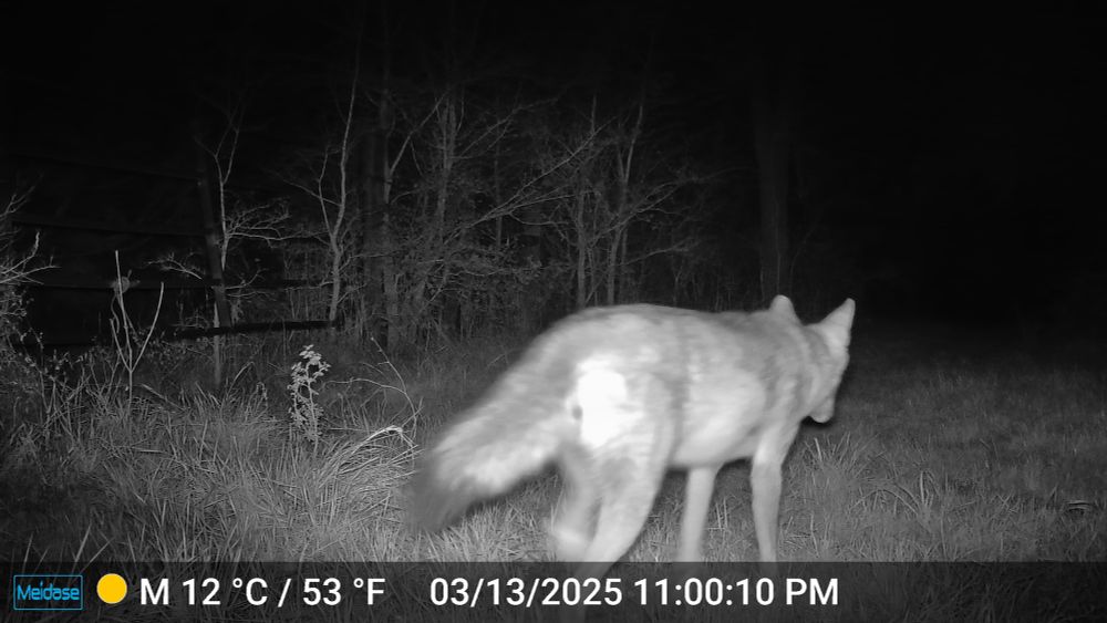 Night time trail camera shows pregnant coyote walking in wooded area. 