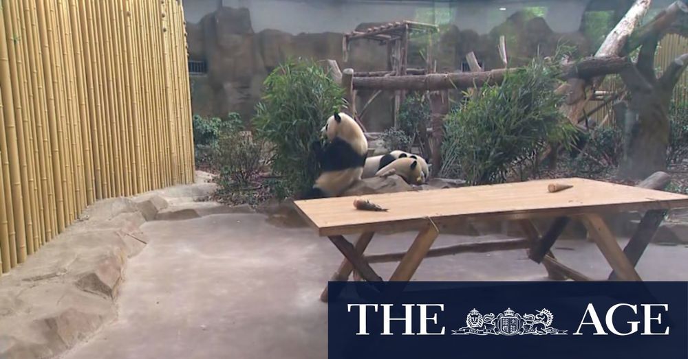 Anthony Albanese visits the pandas