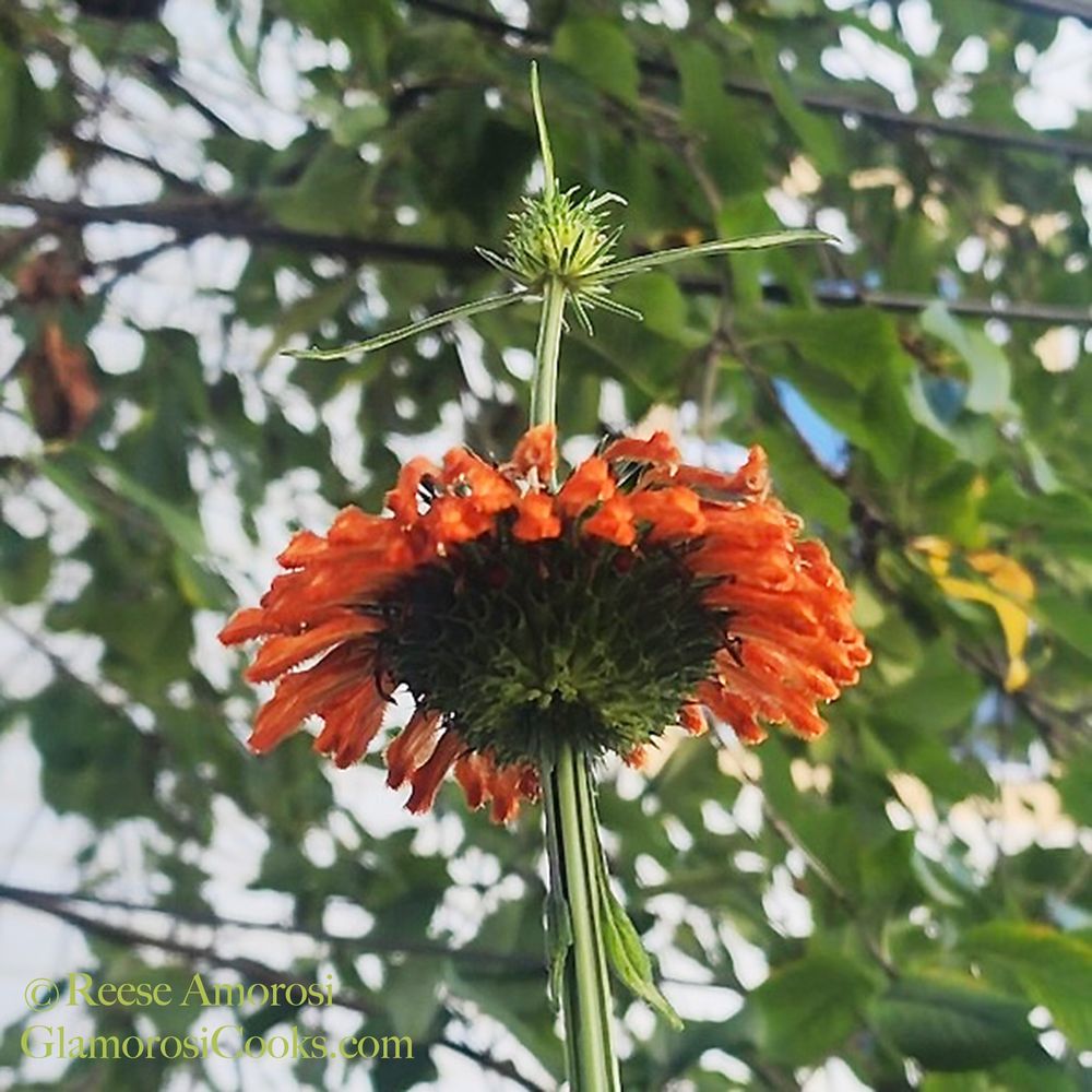 This square photo shows a close-up of a Klip Dagga flower blooming. The plant is 8 feet tall but still growing. The flower has dozens of long, narrow, orange petals that grow horizontally around the top of a large, spiny, spherical, green base approximately the size of a ping pong ball. Another stem grows upward through the center of the flower with another spiny base forming on it. Eventually, nature willing, there will be several blooms stacked on top of each other with a few inches of stem between each. The background of the photo shows sour cherry tree leaves. This photo was taken on October 2, 2025 ©Reese Amorosi for GlamorosiCooks.com