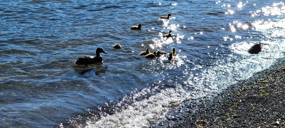 Duck family one summer day in Oregon. 