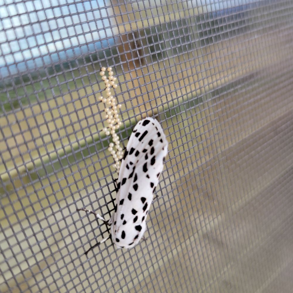 A type of moth? She laid her eggs in an interesting spot. 