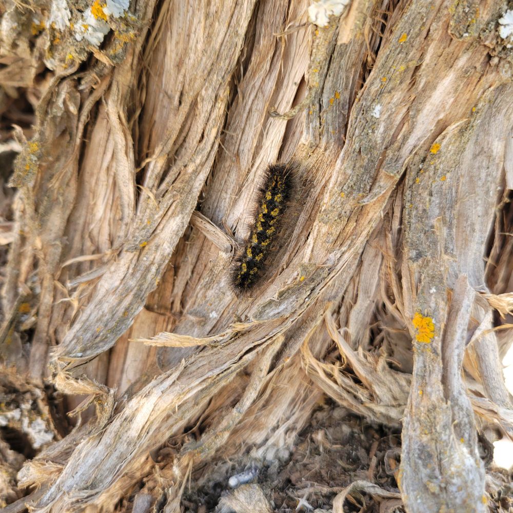 Caterpillar with pattern that looks like flowers!