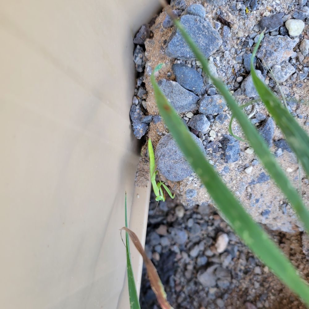 Youthful praying mantis, first I've seen this season