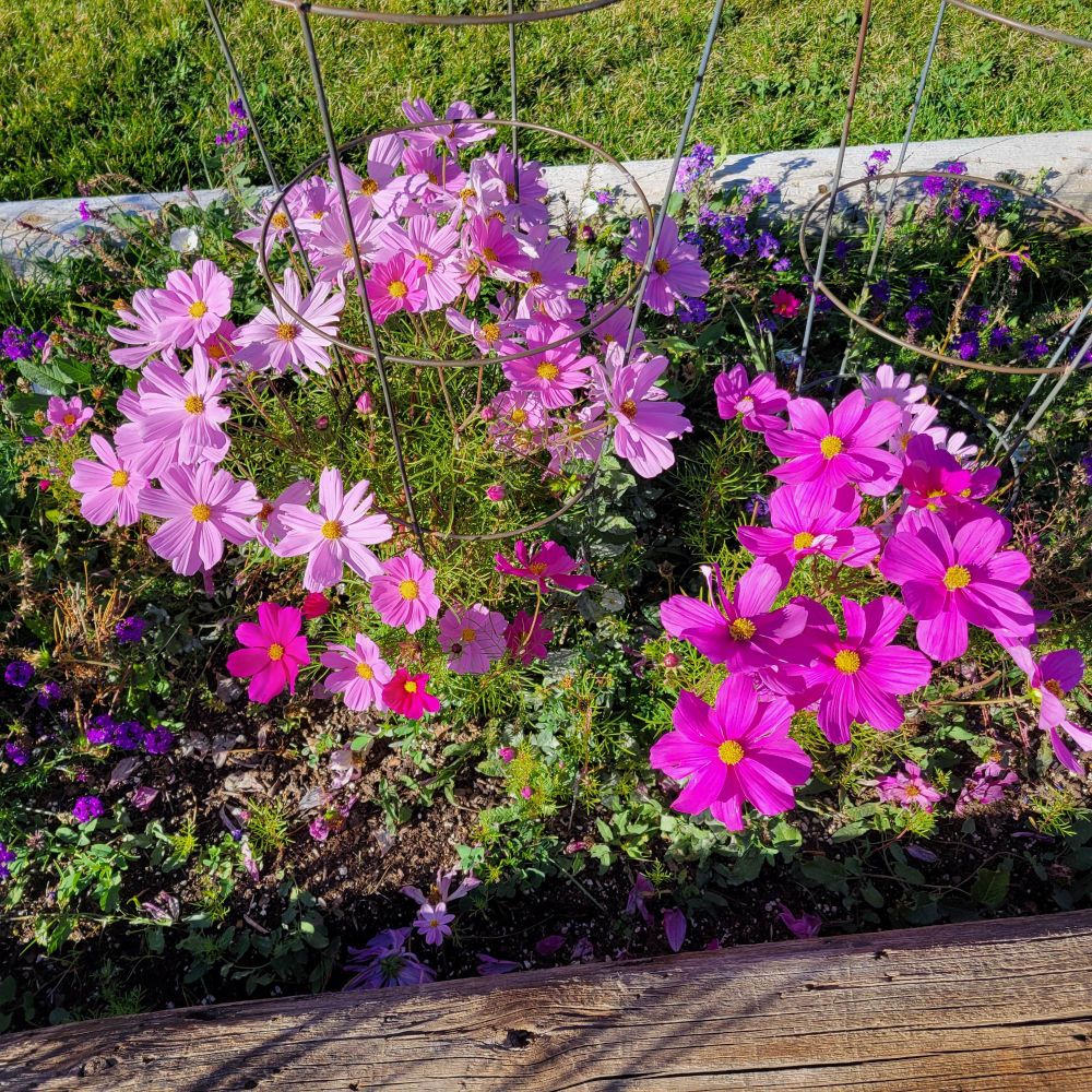 My first cosmos, bordered by old telephone poles! 