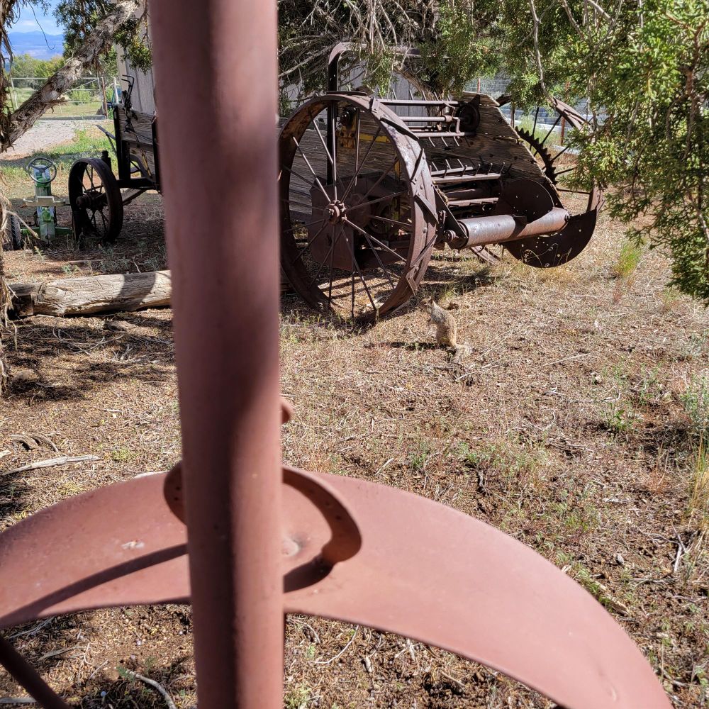 Wee ground squirrel had run near my feet & when I moved, she scampered a few feet away.