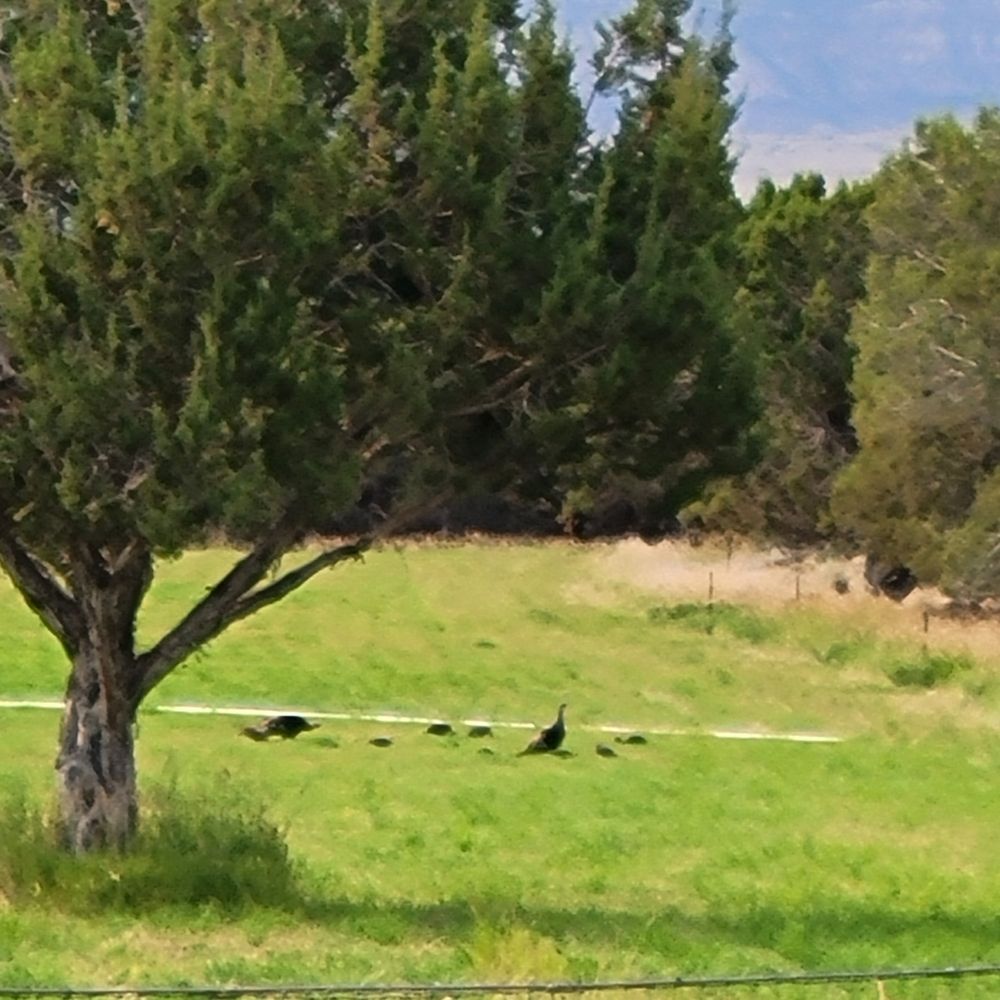 Wild turkeys, 2 adults, and rest are hen sized wee ones. Hope they are eating lots of grasshoppers! 