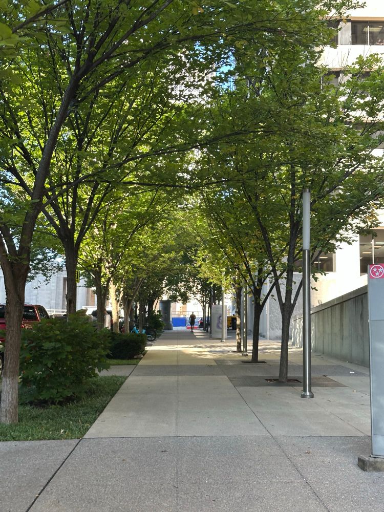 Deaderick St in downtown Nashville with two rows of mature street trees forming a canopy over a wide sidewalk.
