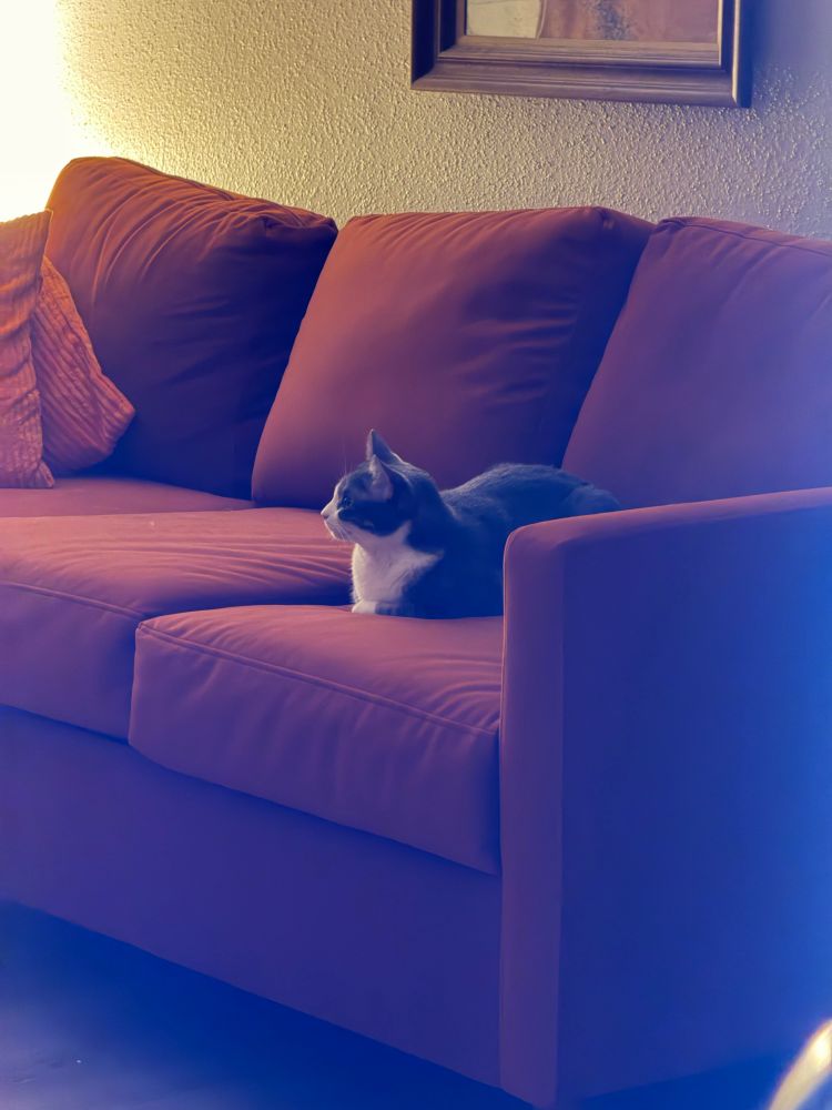 Grey Cat on an orange couch looking cute 