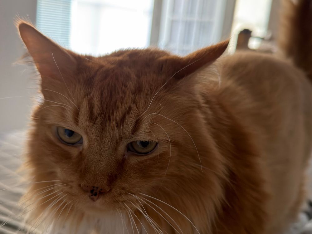 An orange cat who’s gotta a grumpy face. 