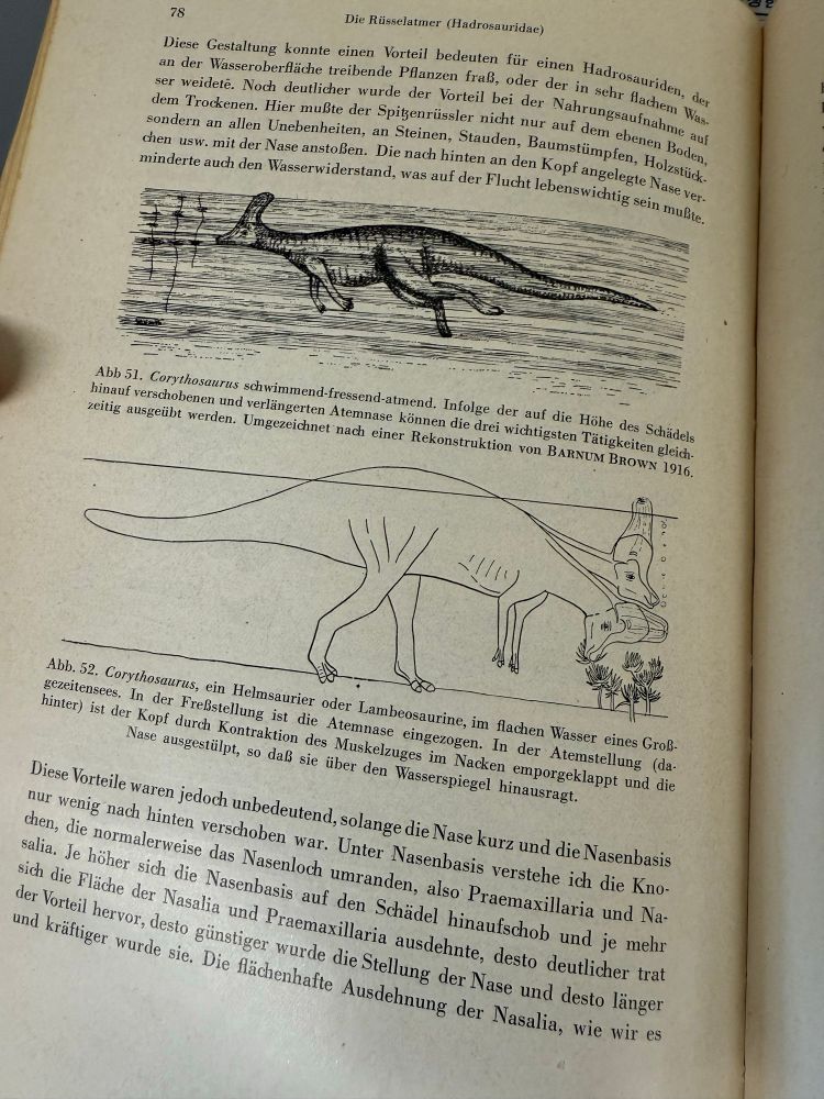 Speculative reconstruction of the dinosaur Corythosaurus with a fleshy trunk extending from its bony headcrest, used as a snorkel while the animal is submerged in water. 