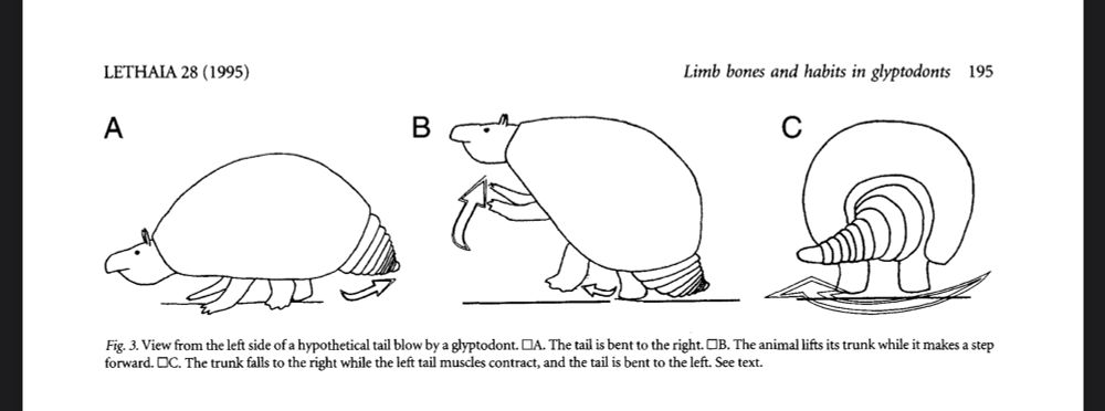 Illustration of a giant armadillo bending its tail to the side to walk upright on two legs