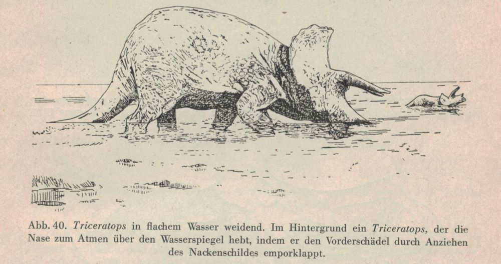 A Triceratops grazing in shallow water
