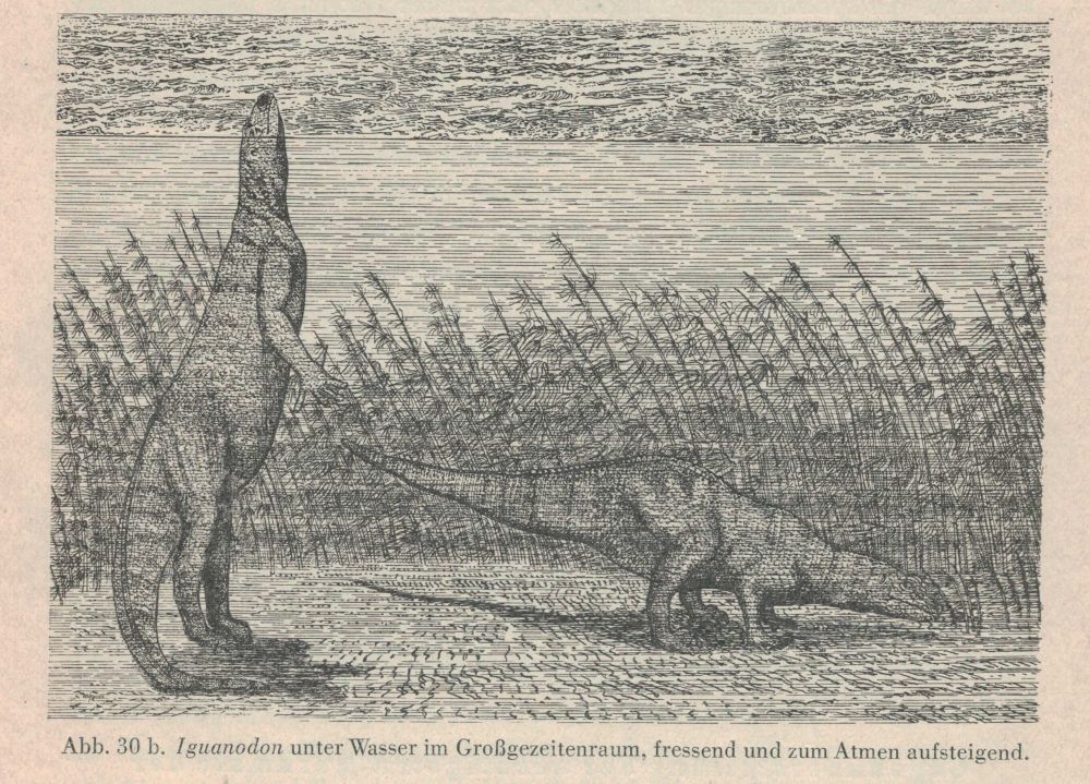 Iguanodon, reconstructed as an aquatic animal
