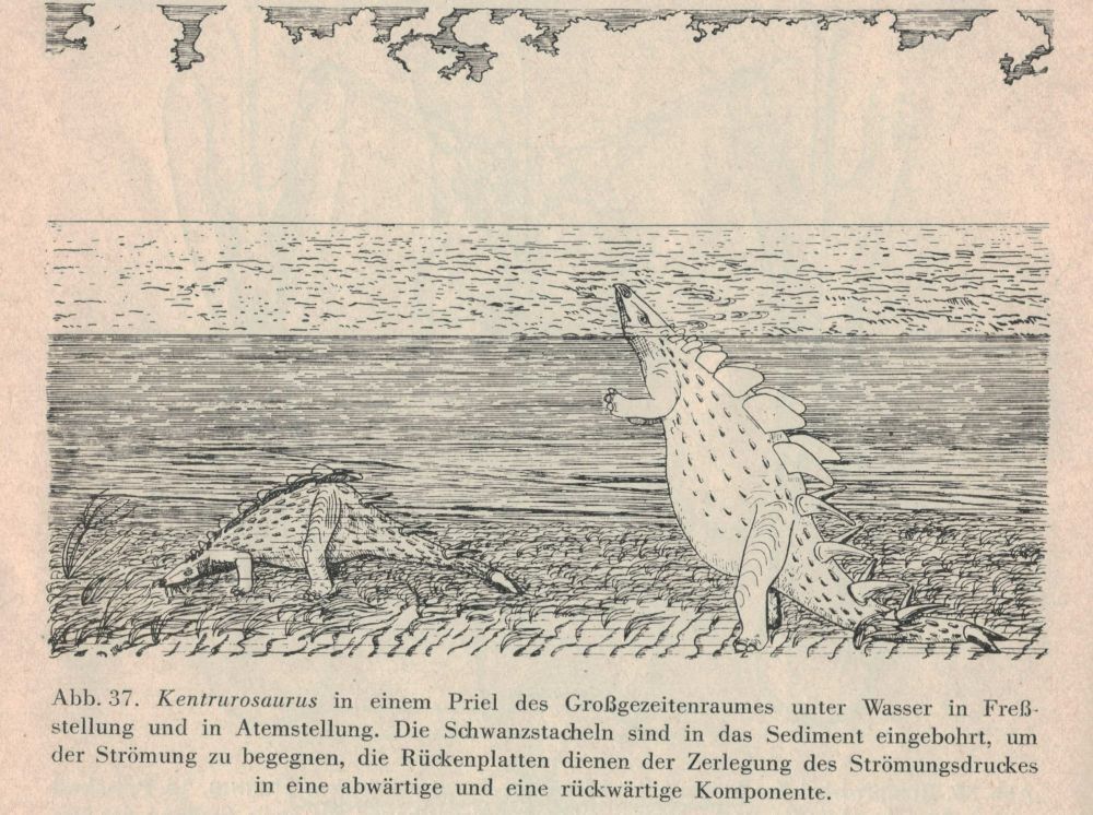 The armored dinosaur Kentrosaurus, reconstructed as a shallow-water-dweller, using its thagomizer to anchor itself in the sand as it stands up to breathe