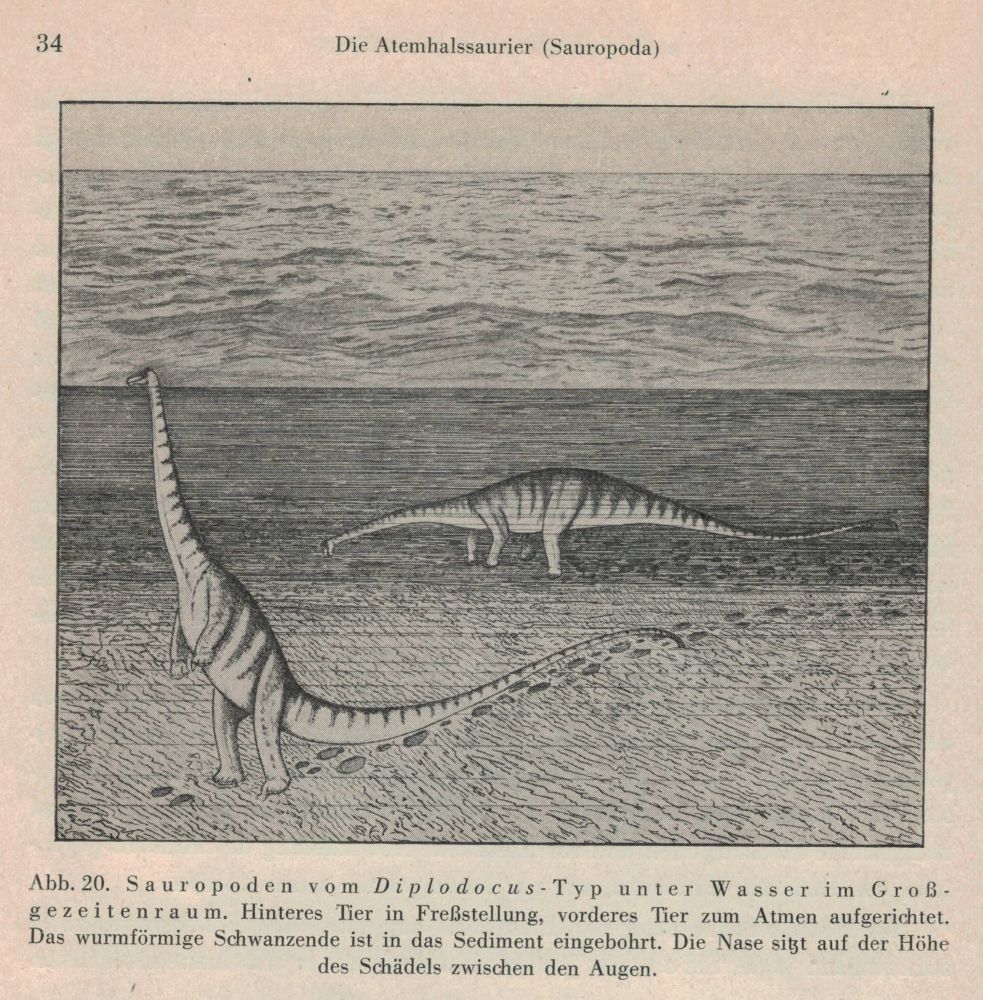 Diplodocus, reconstructed as an ocean-bottom dweller “grazing” on marine worms