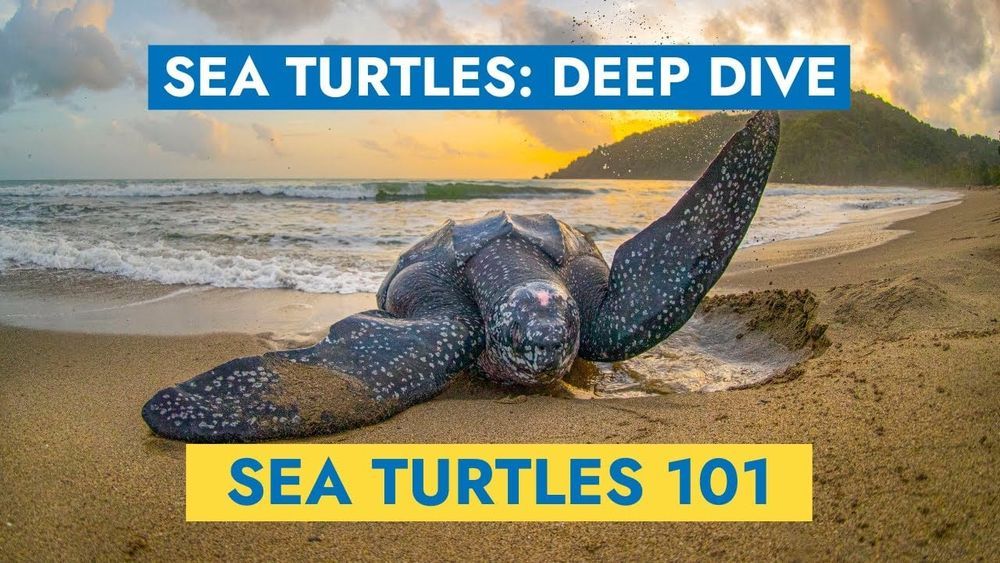Leatherback sea turtle on a sandy beach at sunset, with spotted dark skin pattern and large flippers, ocean waves and forested coastline in background.
