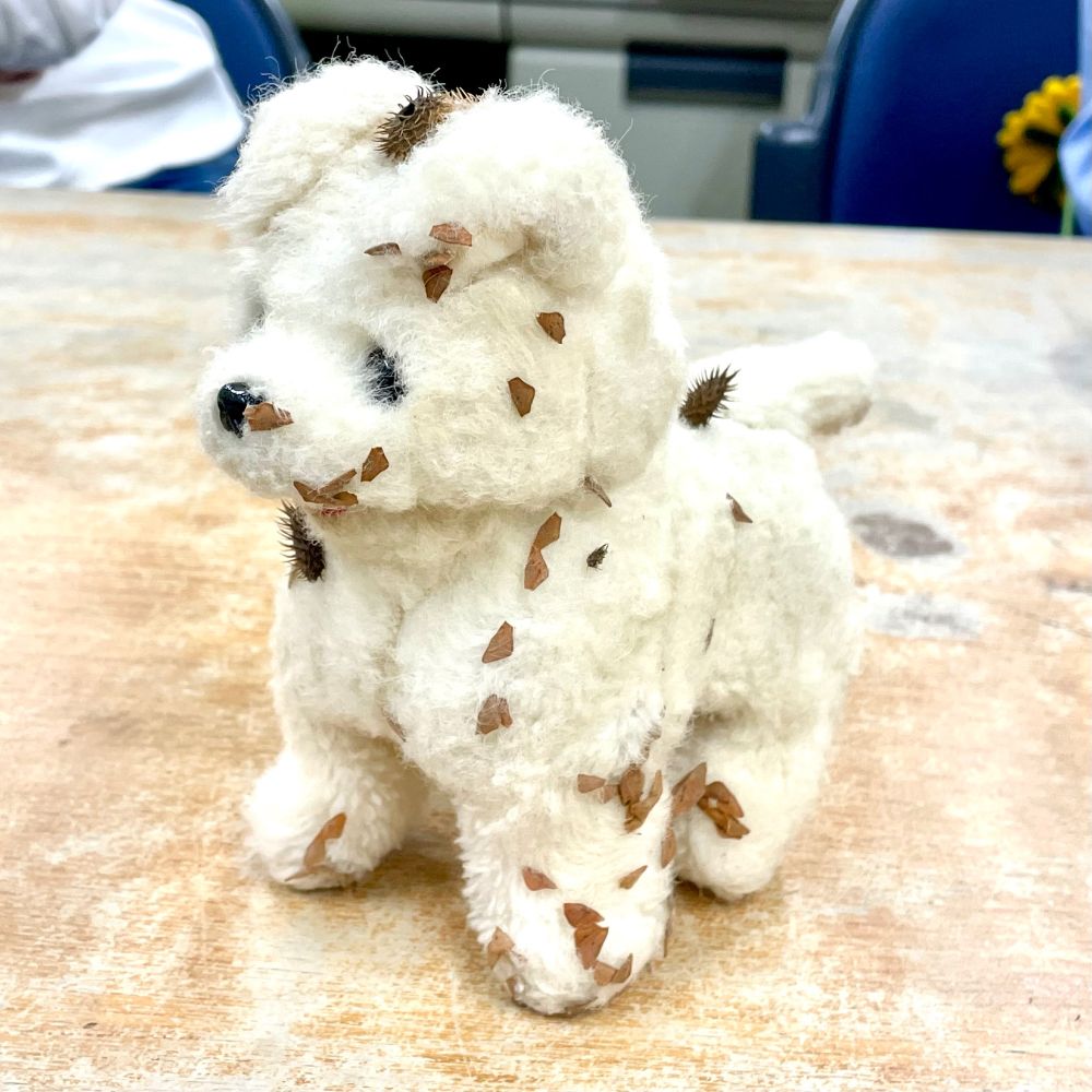 くっつきむし（付着散布をする植物の果実）の観察に用いたぬいぐるみのイヌ。イヌが草むらに入ったらどうなるかな、といいながらぬいぐるみを草むらに突っ込んで取り出す。すると、ぬいぐるみにはくっつき虫がついてくる。この写真では、アレチヌスビトハギとオオオナモミがついている。