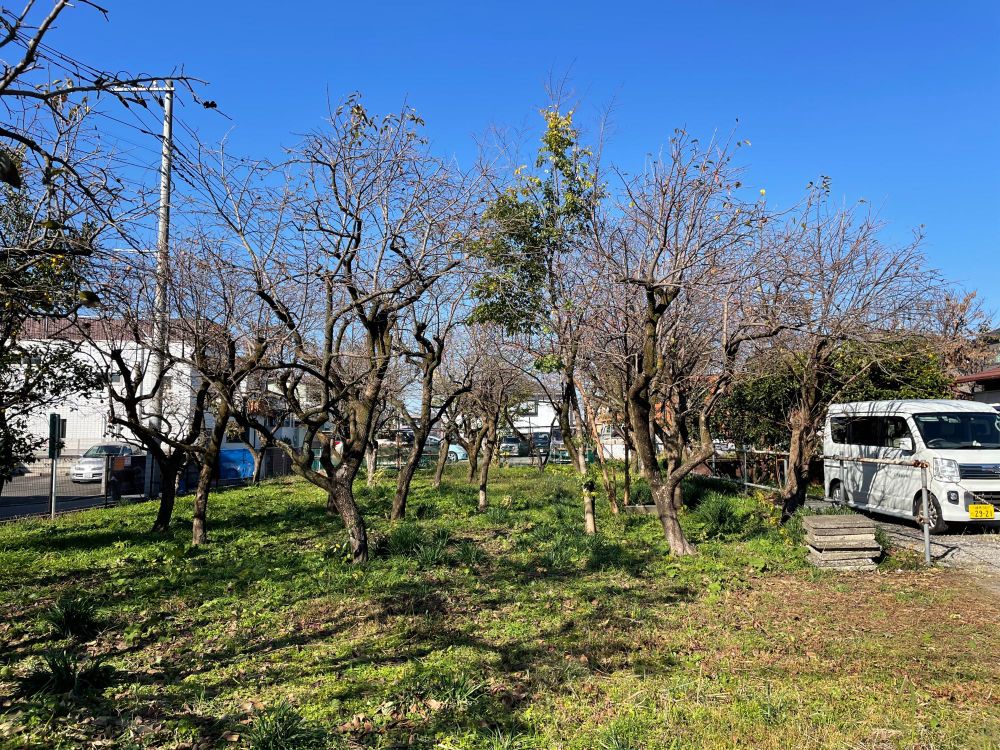 カキの果樹園。