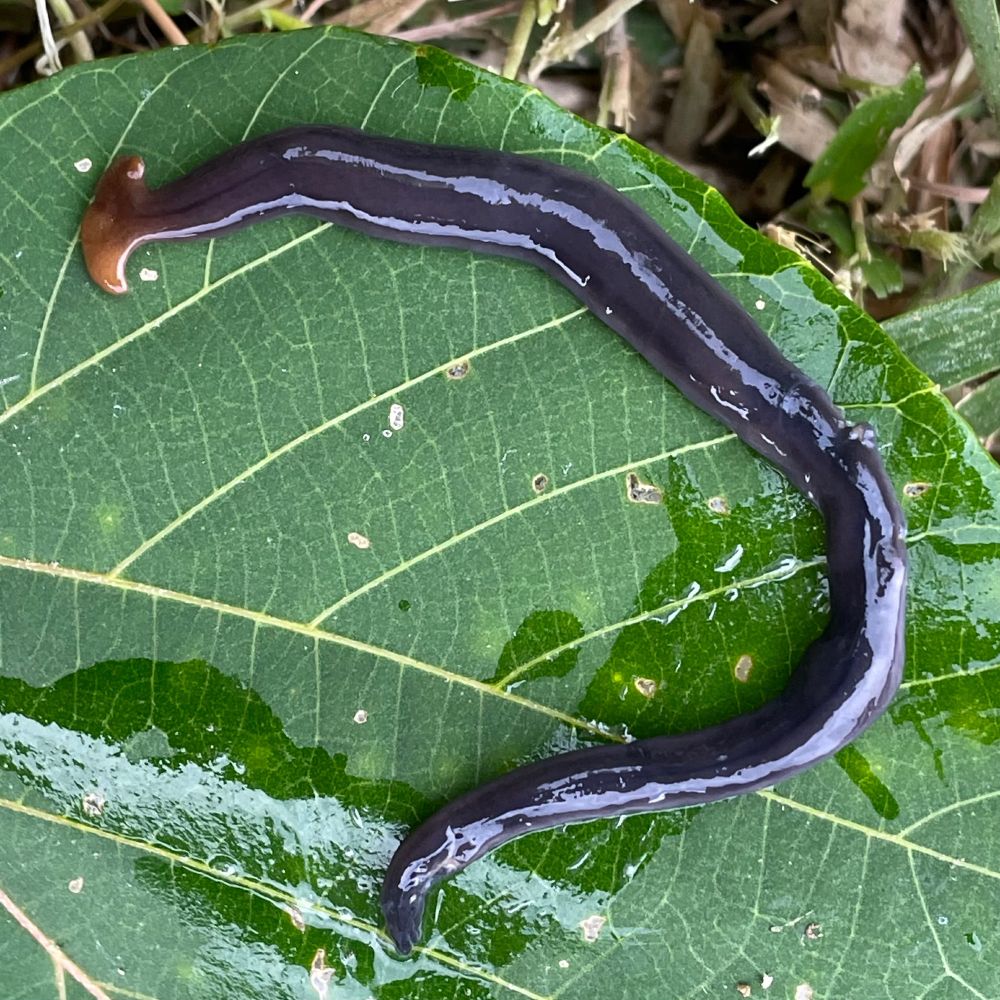 コウガイビルの仲間。全体に黒に近い灰色。頭部は黄土色。体の中心線に沿って、細く黒いはっきりとした縞が1本。その左右に太くてぼんやりした縞が1本ずつ。