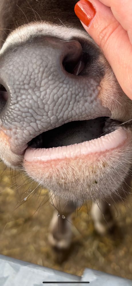Sehr nahe Aufnahme einer Kalbschnauze, die ich streichle