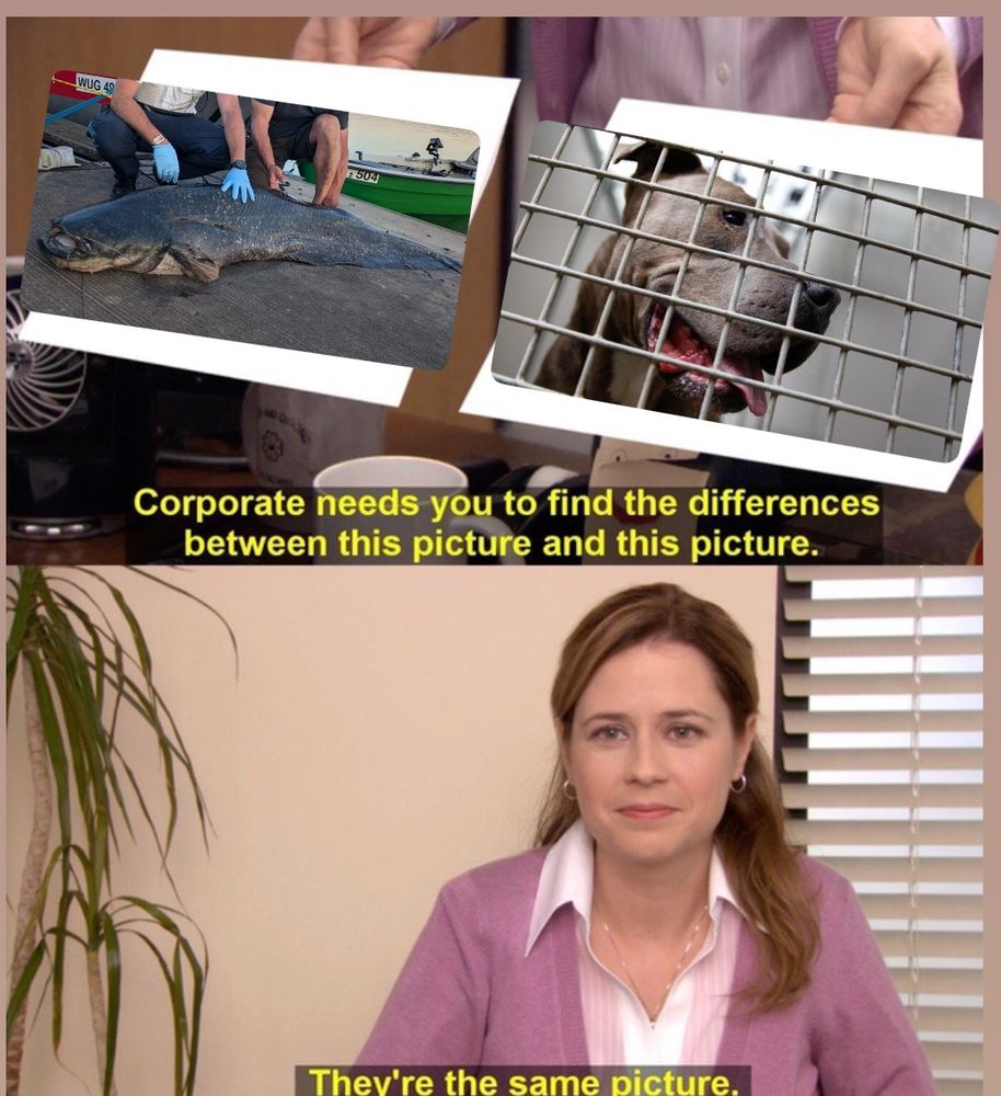 The office „they are the same picture“ meme mit dem Wels aus Bayern und dem Hund Chico von 2018