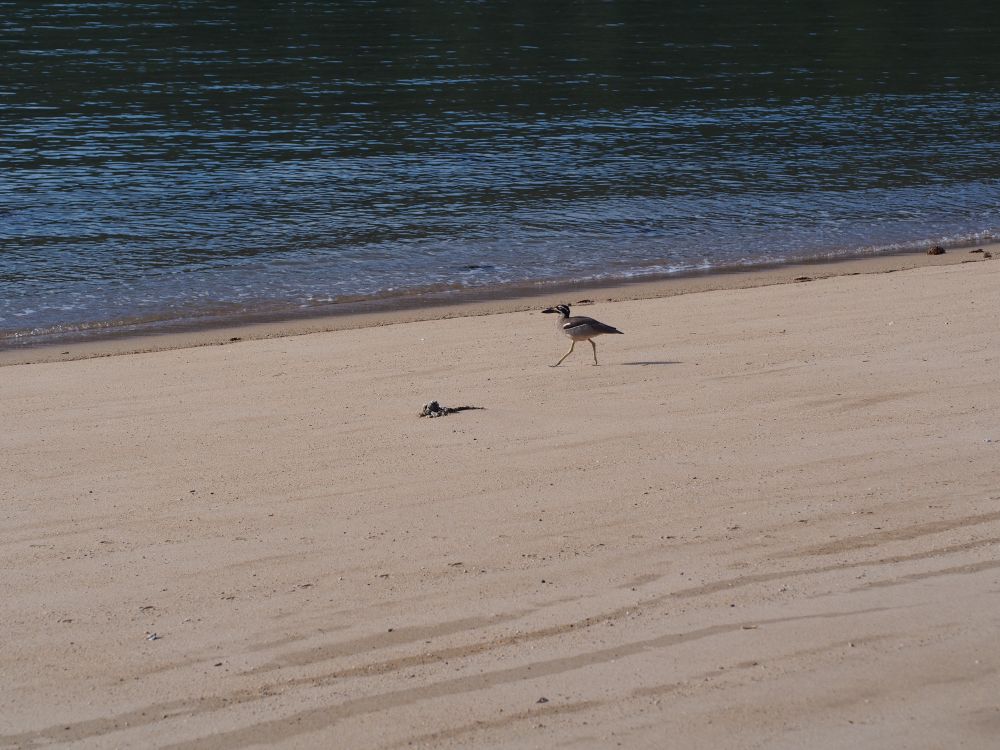 Beach stone curlew, Australias sweet heart