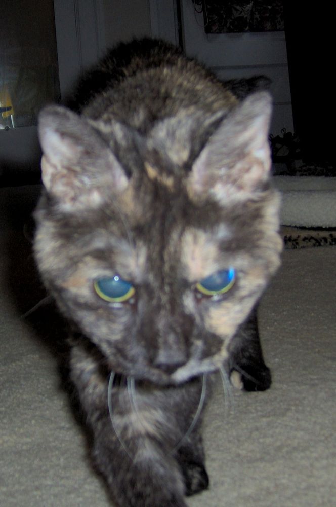 DinkyBear, my Tortie Tank