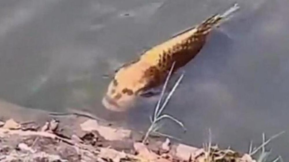 Estático do peixe chinês com cara de gente que assombrou a internet uns 3-4 anos atrás 