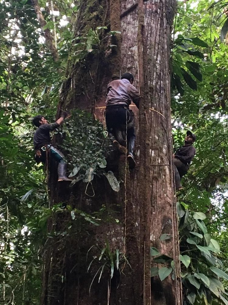 Measuring a giant Ceiba in the Choco rainforest, Colombia as part of RAINFOR https://rainfor.org/. Image credit Pauline Kindler