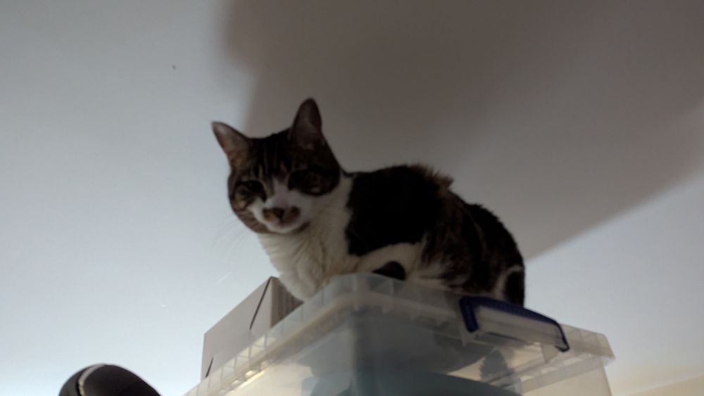 Tabby and white cat on a high shelf sitting on top of a box near the ceiling 