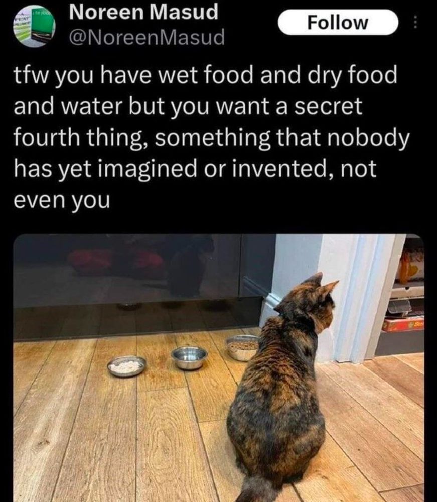 cat ignoring 3 bowls, text: tfw you have wet food and dry food and water but you want a secret fourth thing, something nobody has yet imagined or invented