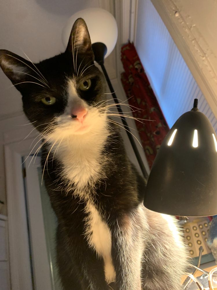 cat on a bedside table looking down. the bedside lamp is on, lighting his face from below, and kind of giving him scary-campfire-story vibes.