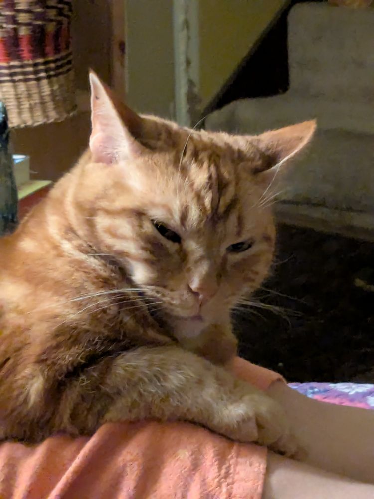 A picture of an orange cat looking dopey but also very cute.