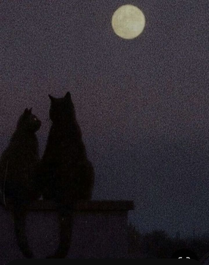 Two cats sitting in the moonlight on a rooftop.
