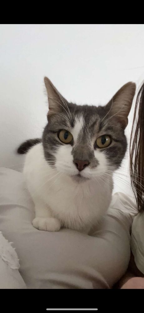 Charlie staring into the camera on his favorite pillow 